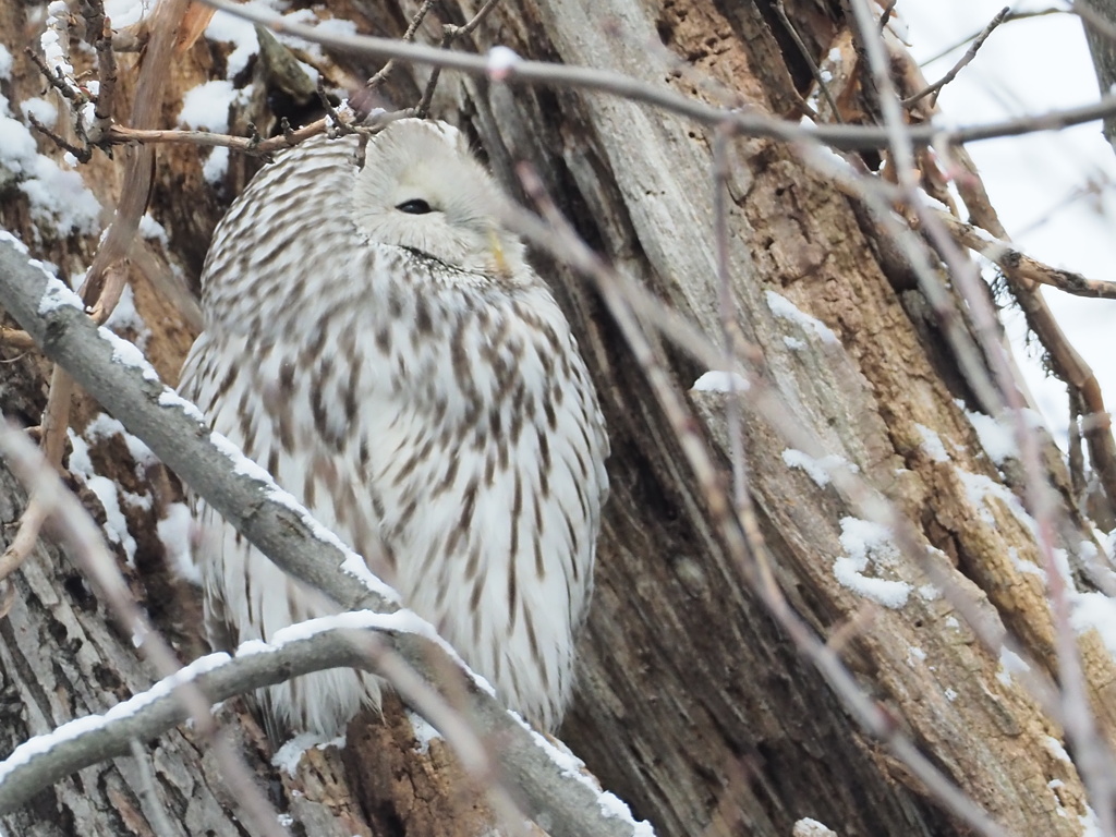 いつの間に フクちゃん帰って来てる。