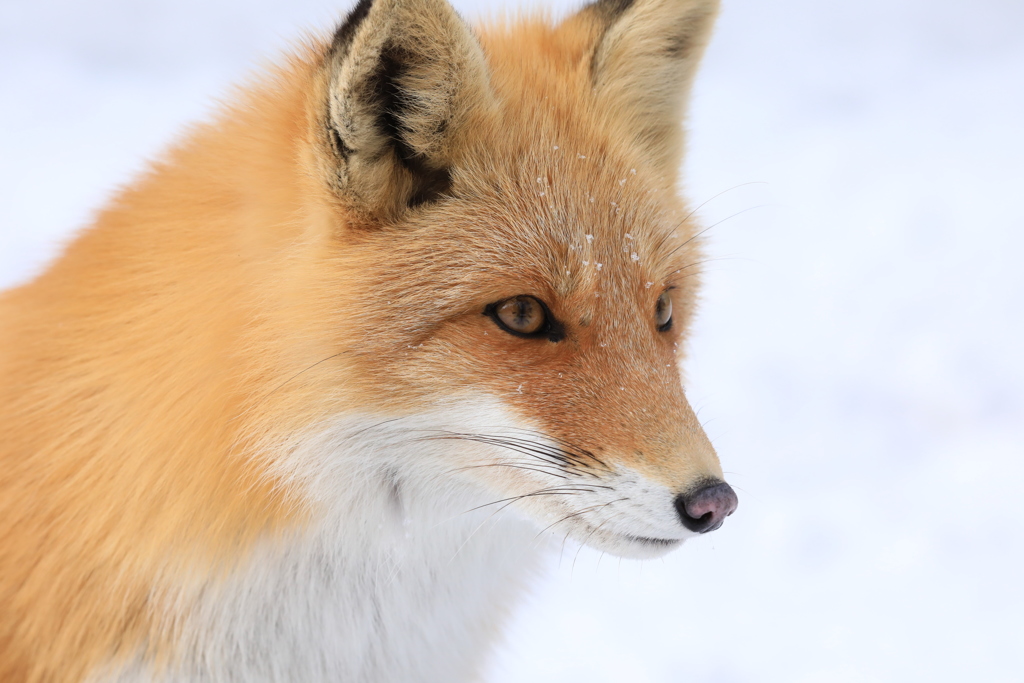 弟子屈のキツネ