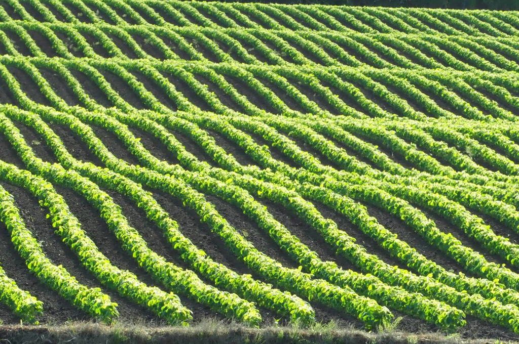 作物育ってますよ！