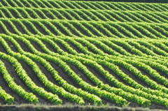 作物育ってますよ！