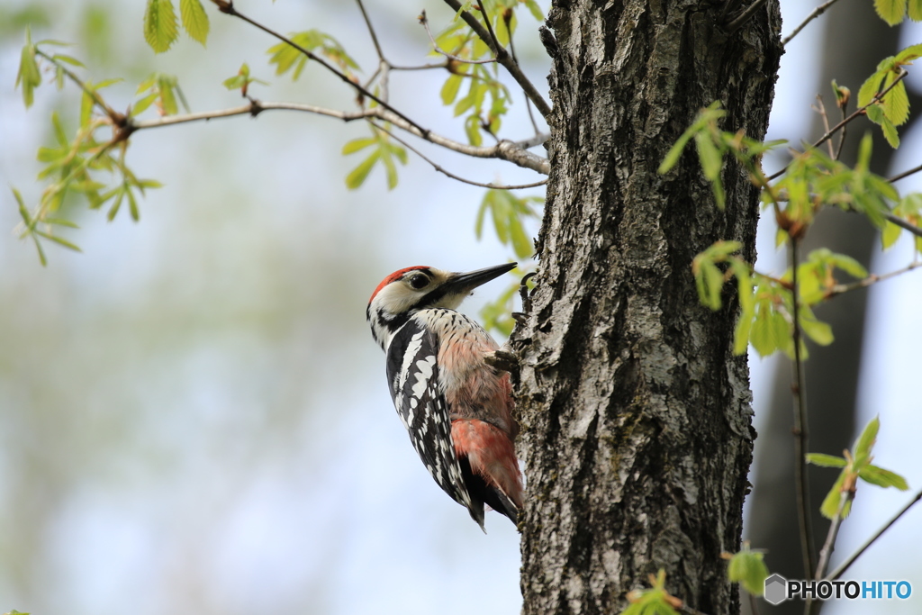 春の陽気に野鳥達も元気いっぱい！