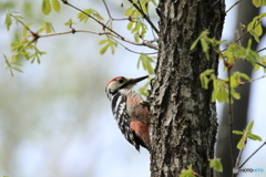 春の陽気に野鳥達も元気いっぱい！