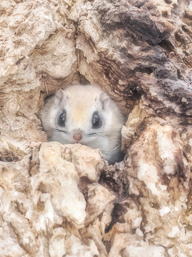 モモちん
