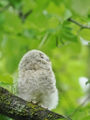 エゾフクロウ雛