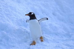 気ままなペンギン！(笑)