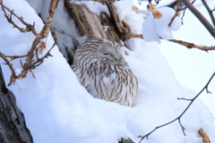 ダルマおばちゃん