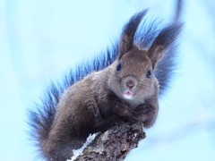 春の陽気 リスも待ちきれない様子。