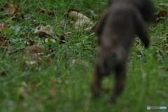 この頃ワンコの様に走って来ます！(笑)