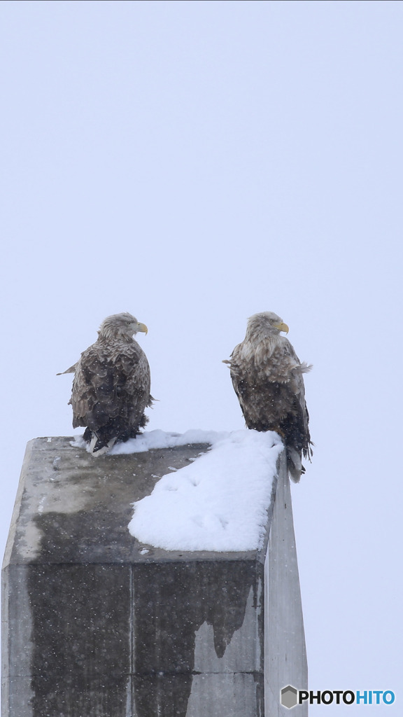 オジロ いい顔してます❗