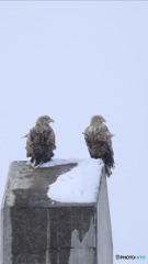 オジロ いい顔してます❗