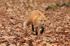 実りの秋を 求め。