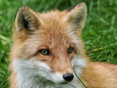 キタキツネ