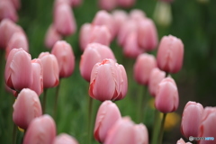 早朝チューリップ