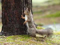 また春来たね！
