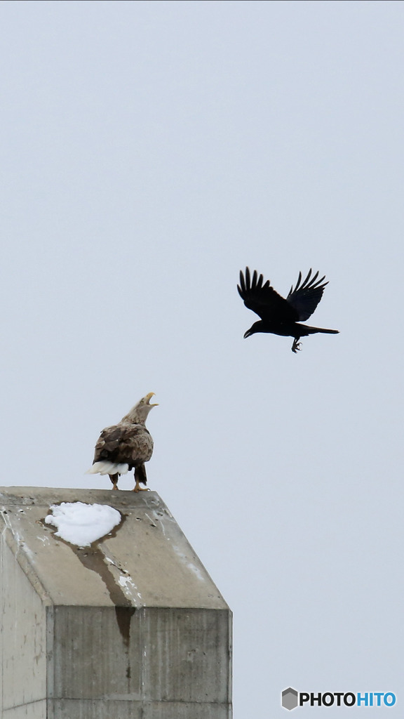 うざいカラスにチョされてます。