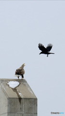 うざいカラスにチョされてます。