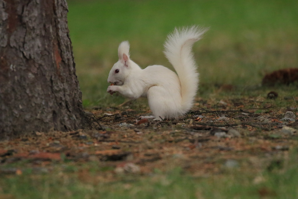 来年は いるかな～