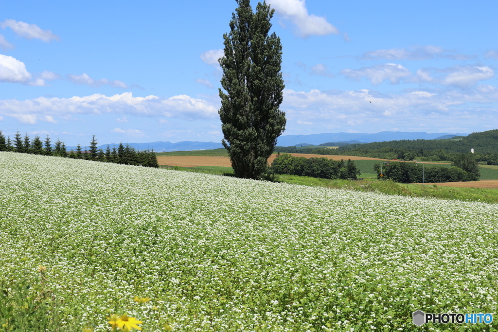 ケンメリベタｼｬｺ (笑)