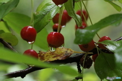 エゾリスのデザート