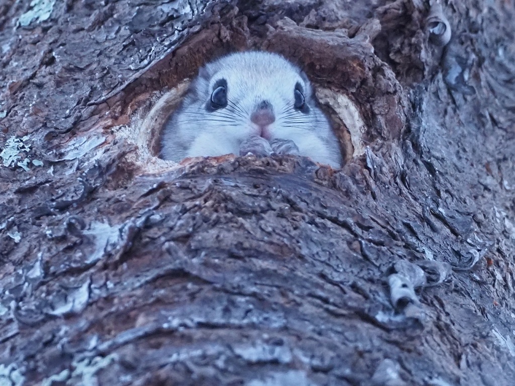 エゾモモンガ
