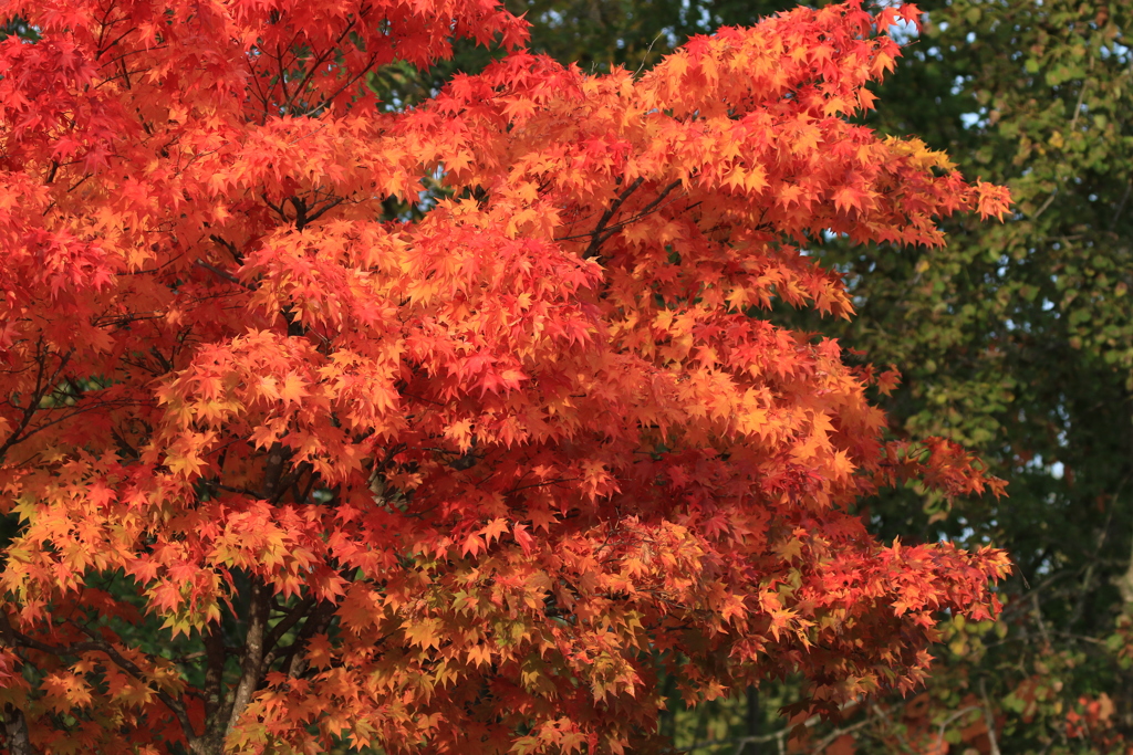 旭川市内も今が見頃ですね！