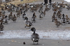 カモの散歩