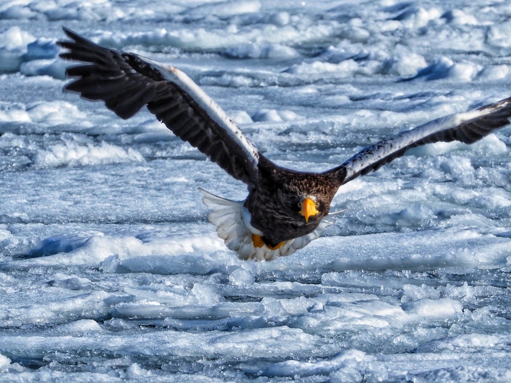 流氷オオワシ