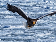 流氷オオワシ
