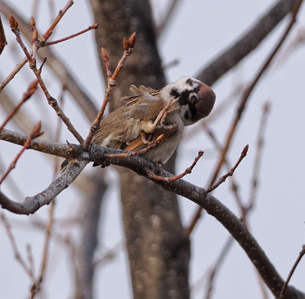 スズメさん 頭折れた (笑)