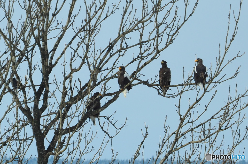 オオワシ オジロワシの楽園