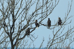 オオワシ オジロワシの楽園