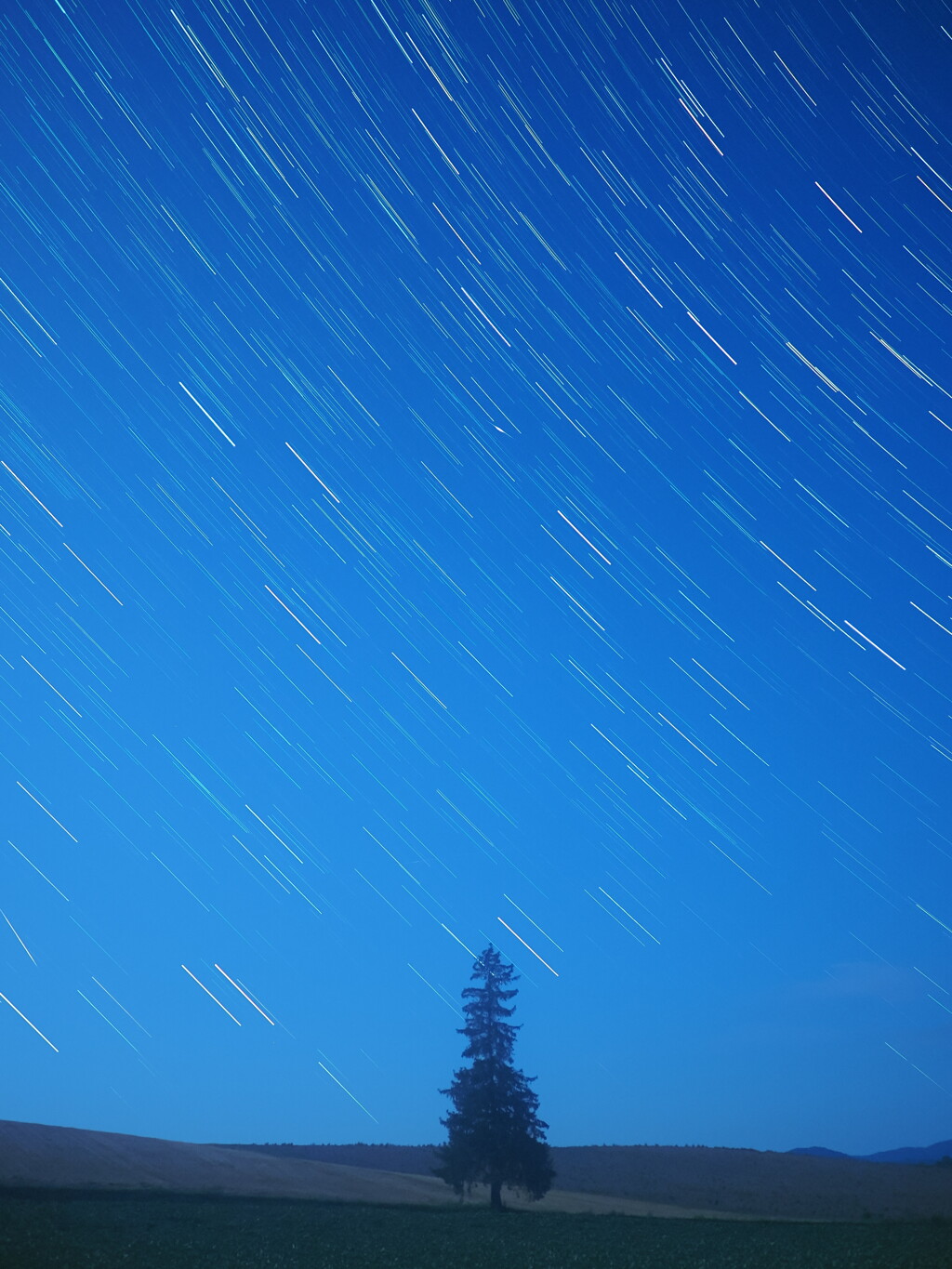 ツリー