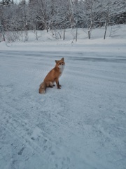 キタキツネ
