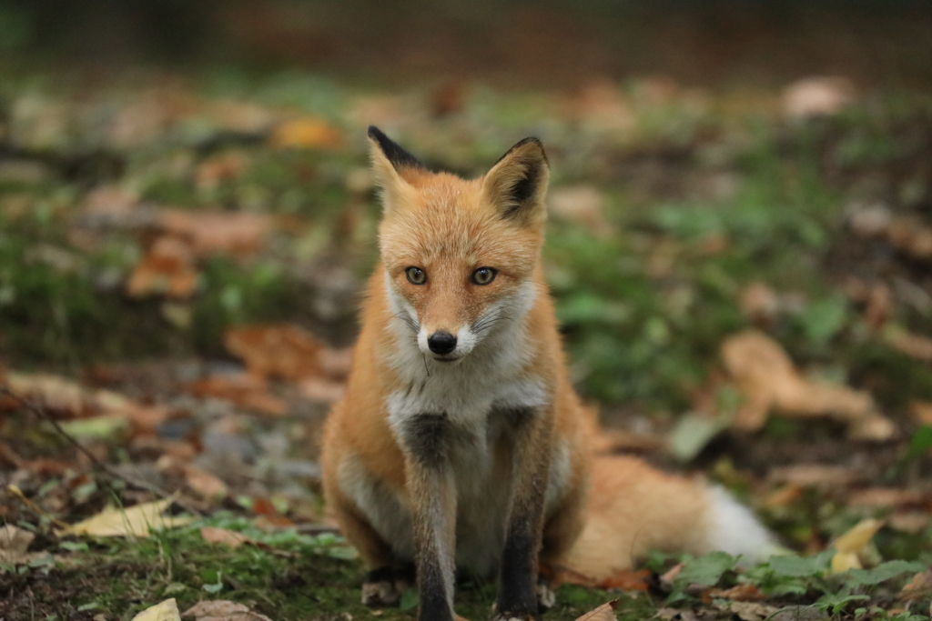 若いキツネ まだ狩りの仕方がわかりません。