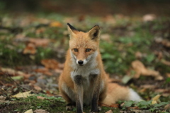 若いキツネ まだ狩りの仕方がわかりません。