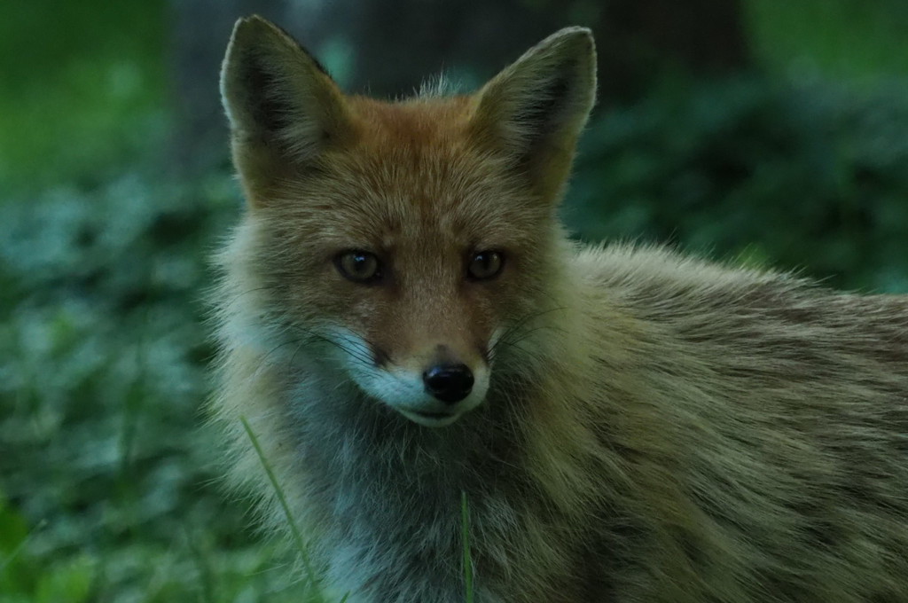 優しい顔してます。メスかな？