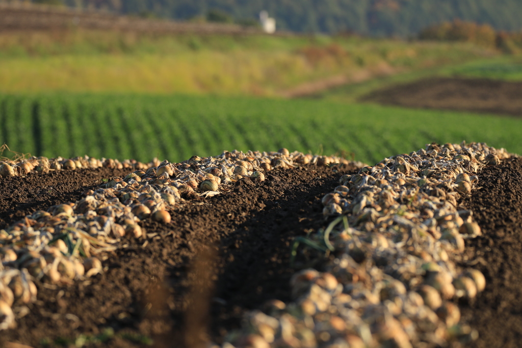 今年も甘い玉ねぎが食べれる！