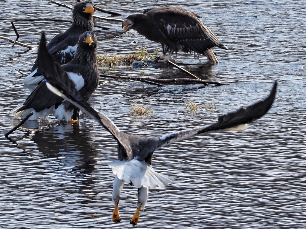 家族のお食事中 1羽のオオワシ乱入