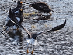 家族のお食事中 1羽のオオワシ乱入
