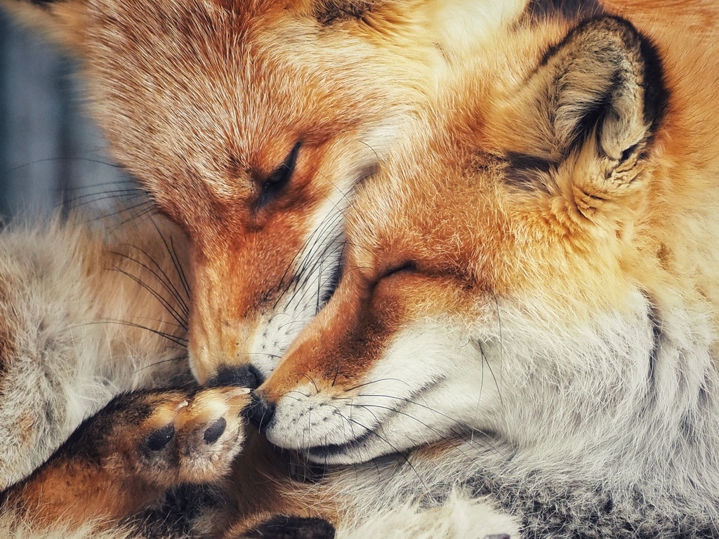 仲良しツネさん