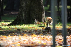 ヤバい！絶体絶命！