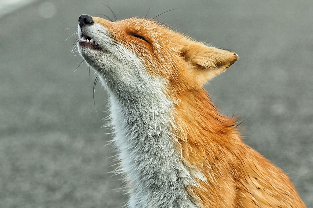 ツネさん