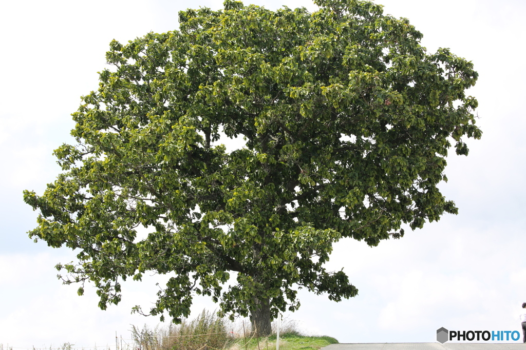 セブンスターの木