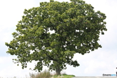 セブンスターの木