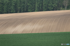 初夏美瑛到来❗