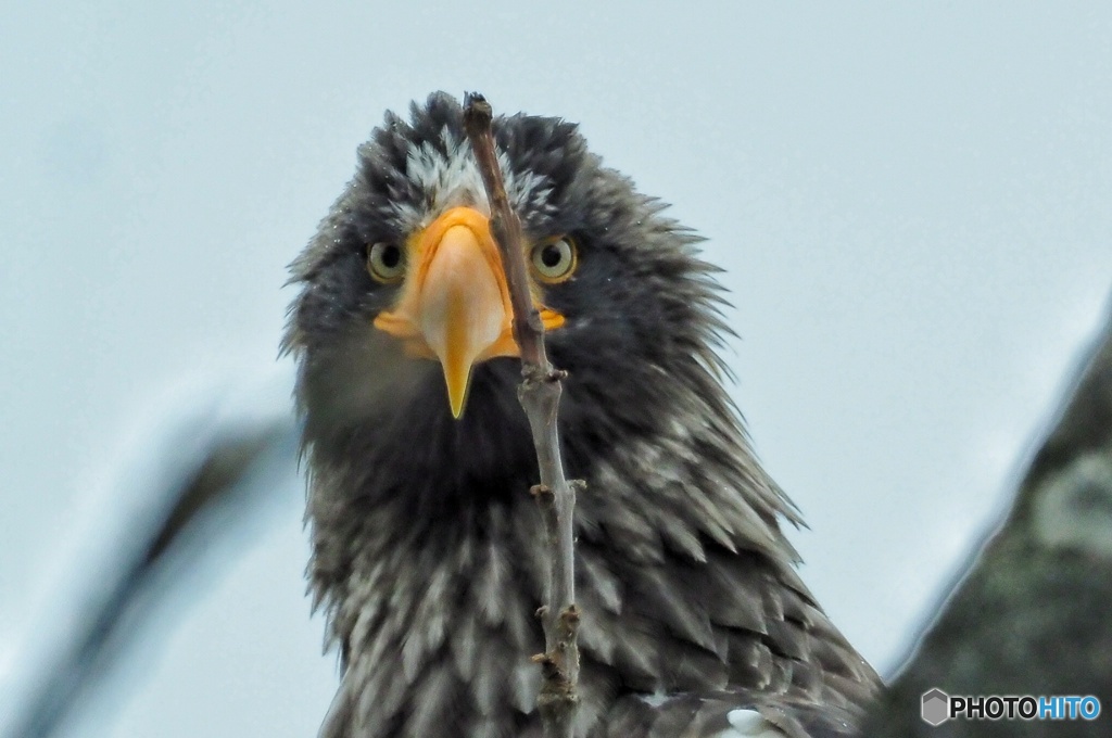やっぱ横顔だな