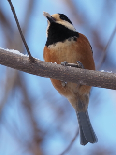 ヤマガラくん ひまの種ゲットん
