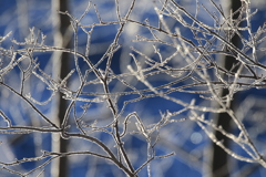 シバレてます。