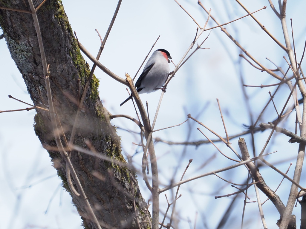 ピンクいの居ました。