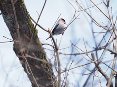 ピンクいの居ました。